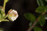 Hairy laurel <BR>Hairy wicky